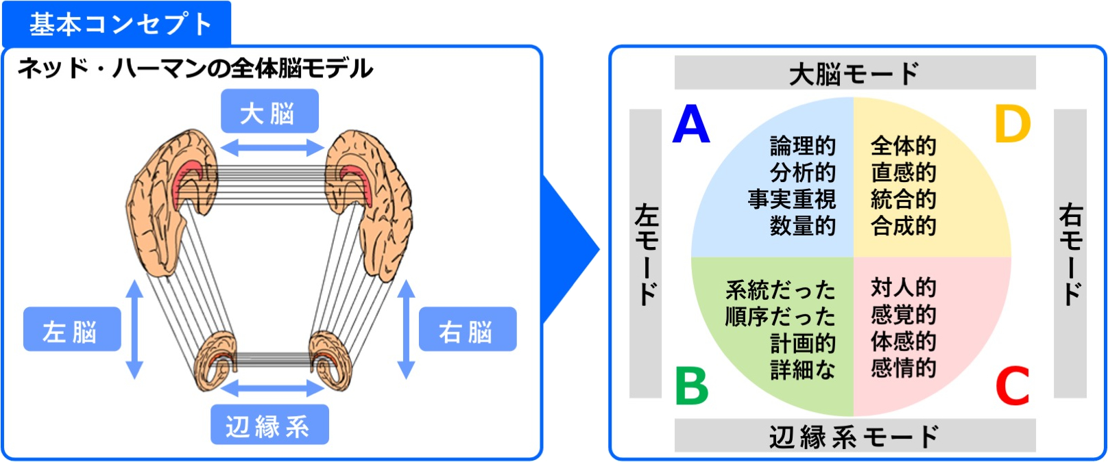 ハーマンモデル